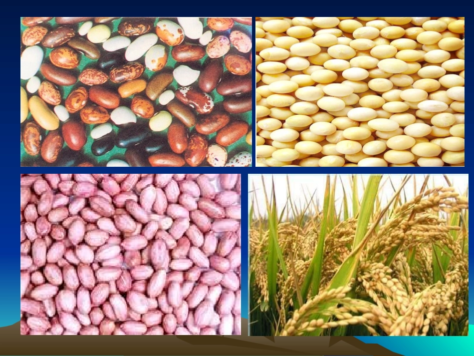 种子的结构__课件_第2页