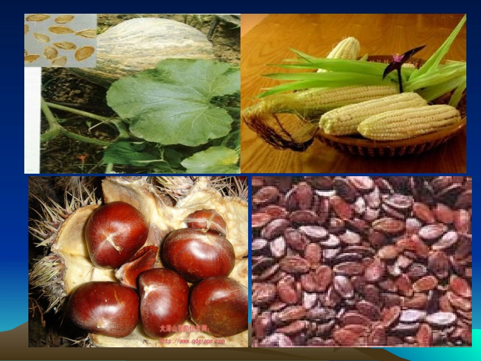 种子的结构__课件_第3页