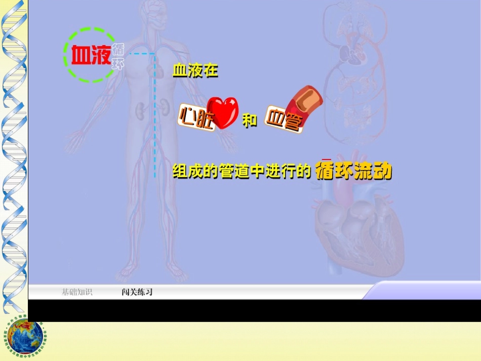 中学血液循环_第2页