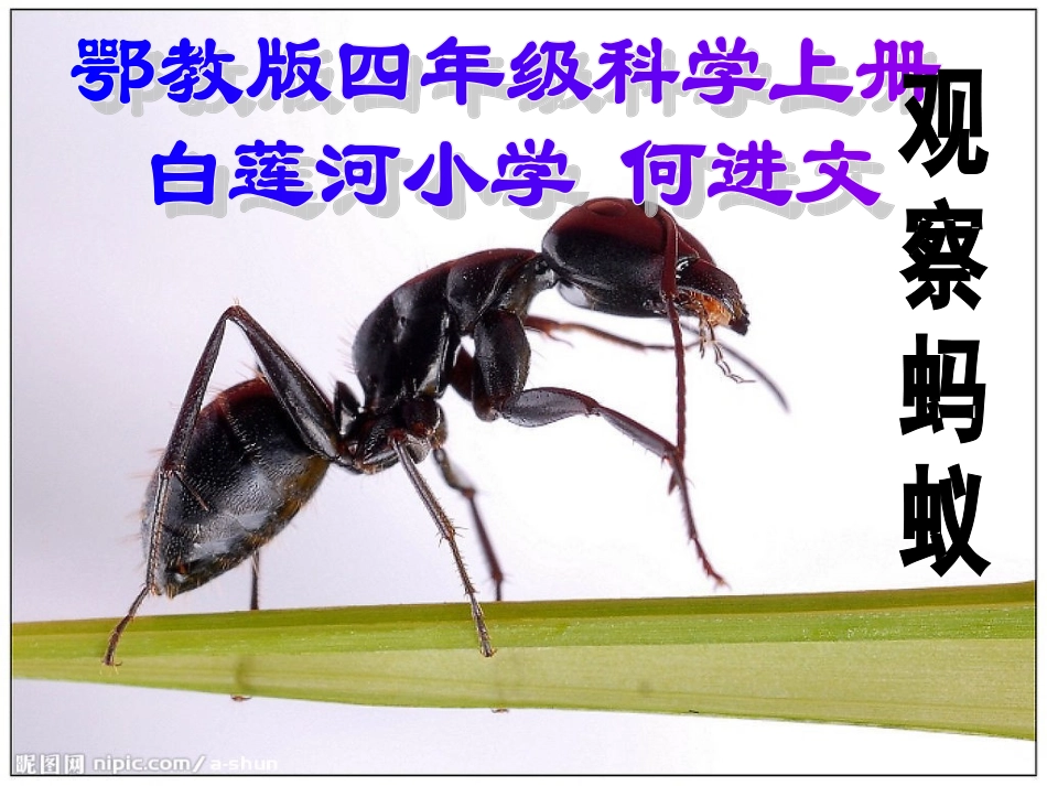 观察蚂蚁说课课件_第1页