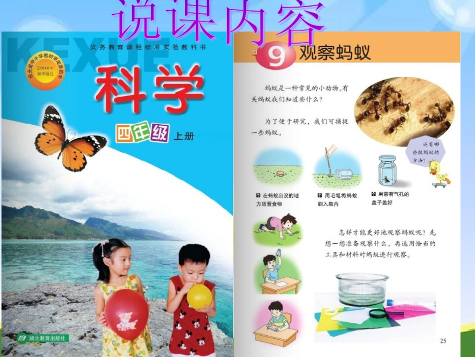 观察蚂蚁说课课件_第2页