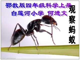 观察蚂蚁说课课件