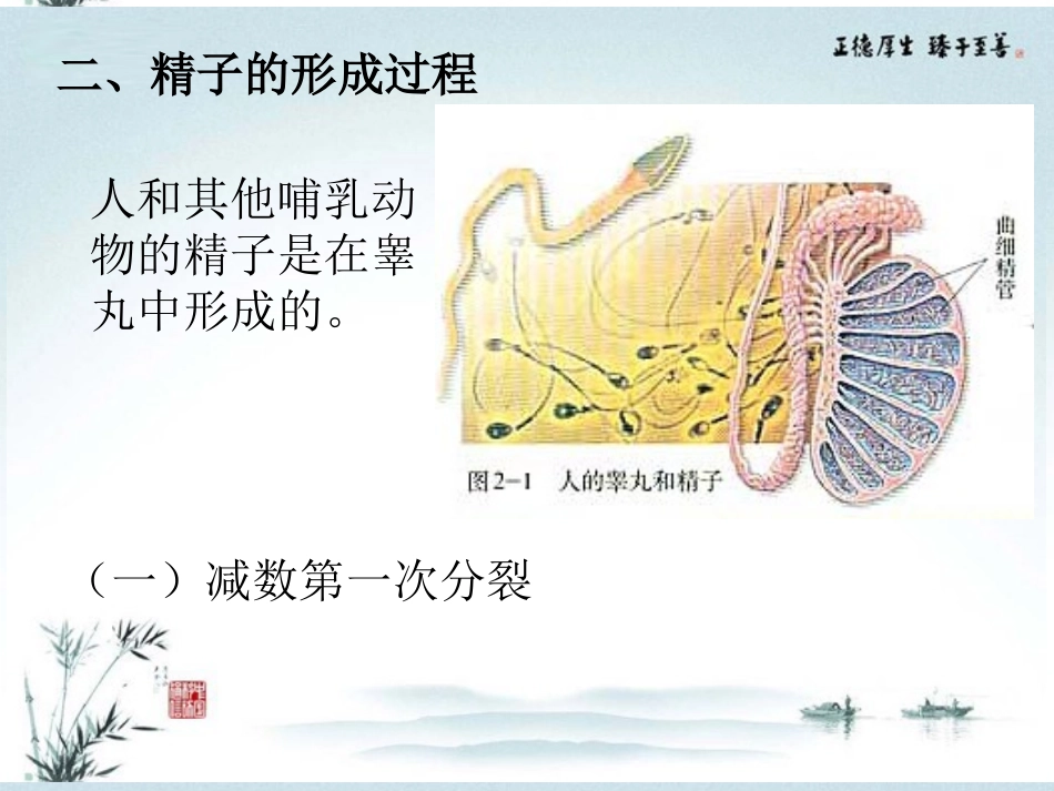 高中生物-减数分裂和受精作用课件-新人教版必修2_第3页