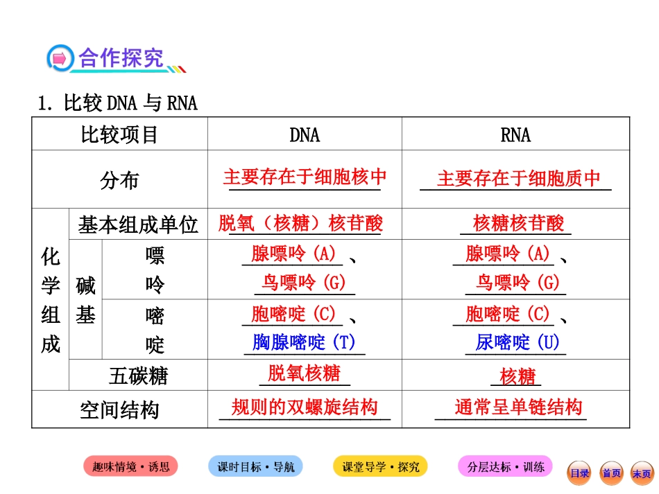 4.1基因指导蛋白质的合成课件(人教版必修II)_第2页