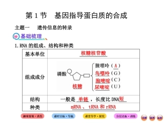 4.1基因指导蛋白质的合成课件(人教版必修II)