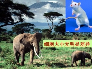 公开课-细胞增殖课件