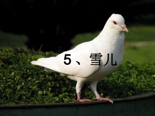 《雪儿》第二课时