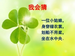 《荷叶姐姐》教学课件