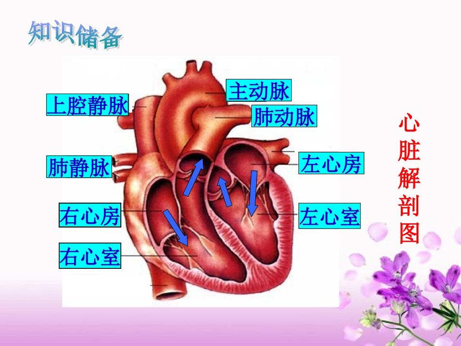 输送血液的泵——血液循环_第2页