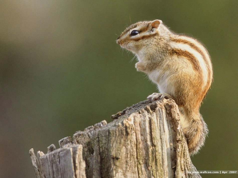 《松鼠》 (3)_第3页