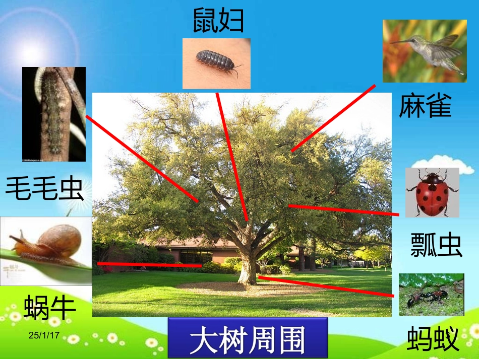 教科版科学三上《寻访小动物》课件_第3页