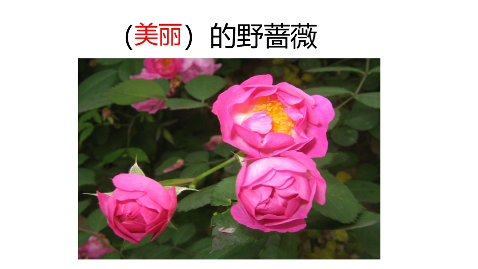7我不是最弱小的_第3页