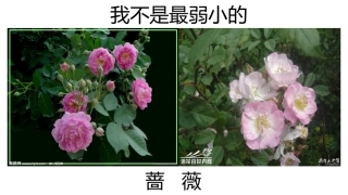 7我不是最弱小的