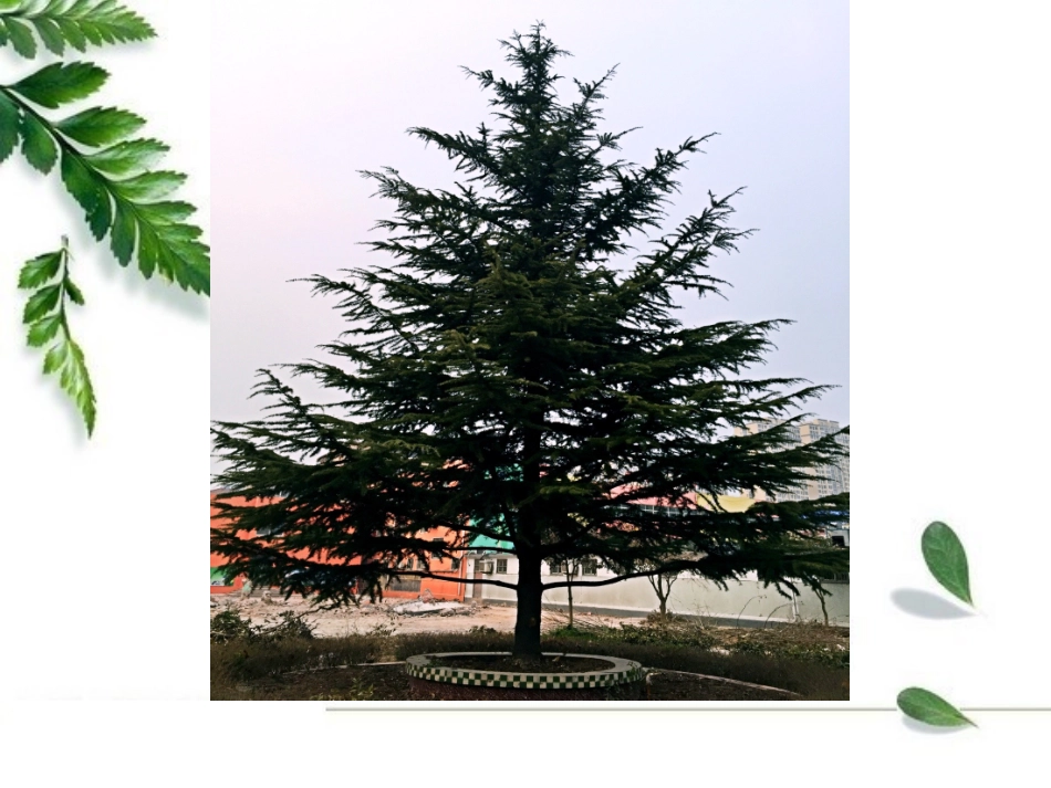 人美版小学美术二年级下册《认识身边的树》课件_第2页