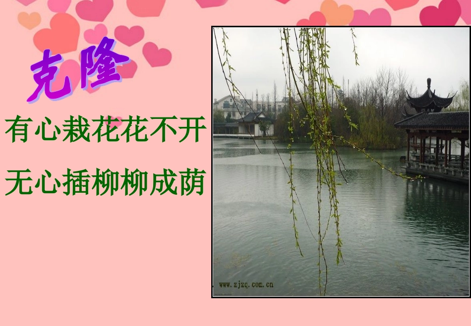 山东省高密市银鹰文昌中学八年级生物下册《7.2.2克隆技术》课件-济南版_第3页