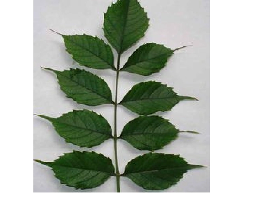 轴对称-(6)_第2页