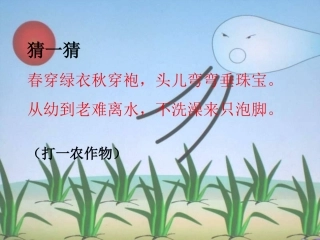 小稻秧脱险记第一课时