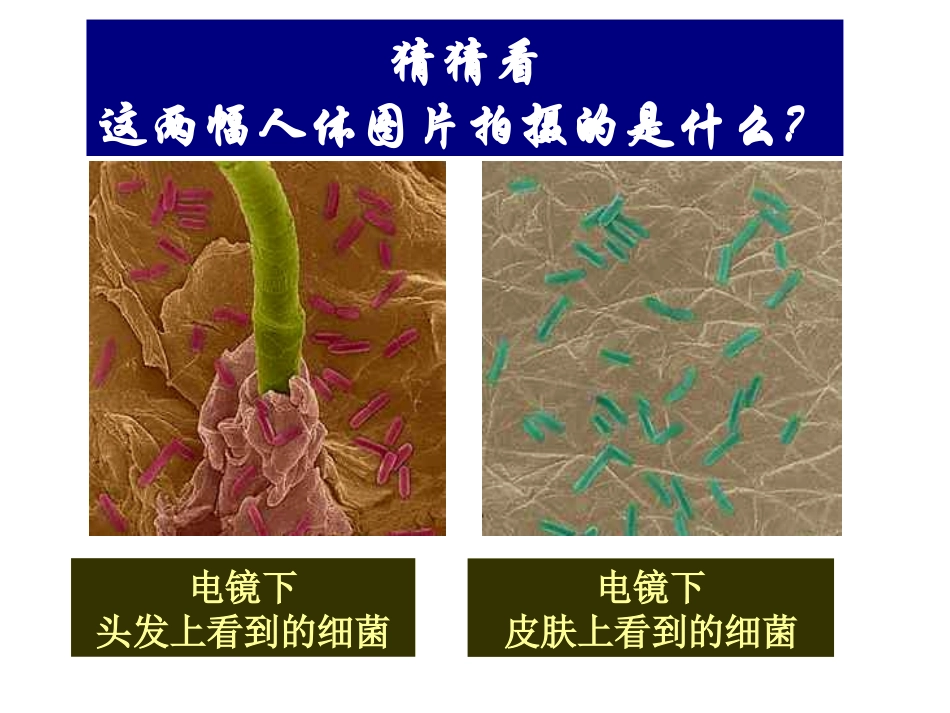 新人教版八年级生物上册第四章第二节细菌Microsoft-PowerPoint-演示文稿_第2页