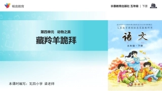 【教学课件】《动物之美藏羚羊跪拜》(长春版)