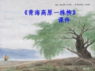 青海高原一株柳