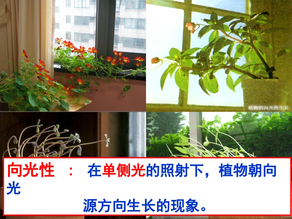 植物生长素的发现 (3)_第2页