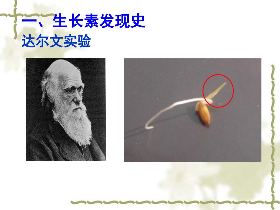 植物生长素的发现 (3)_第3页