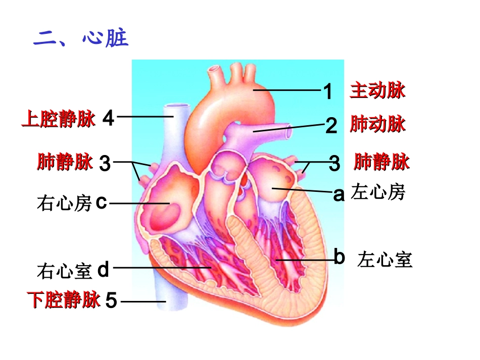 输送血液的泵心脏_第2页