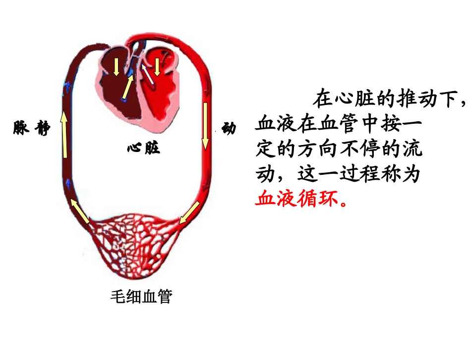 输送血液的泵心脏_第3页
