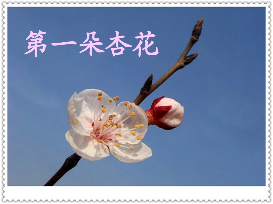 第一朵杏花课时_第2页