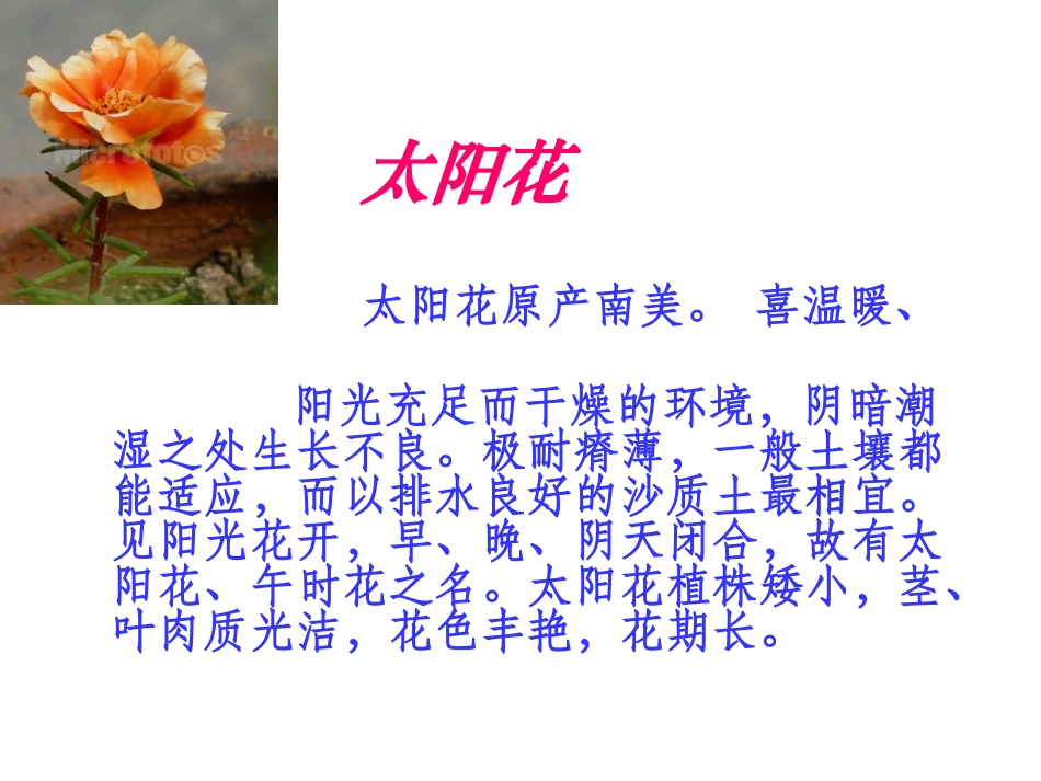 种一片太阳花PPT课件_第3页