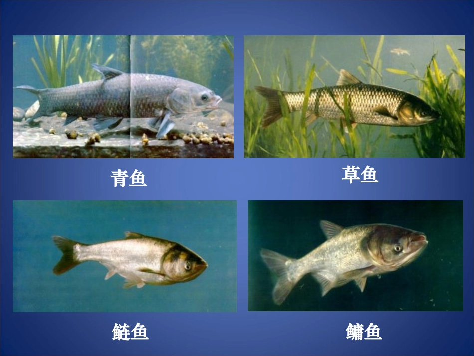 动物的主要类群（第四课时)(2)_第3页