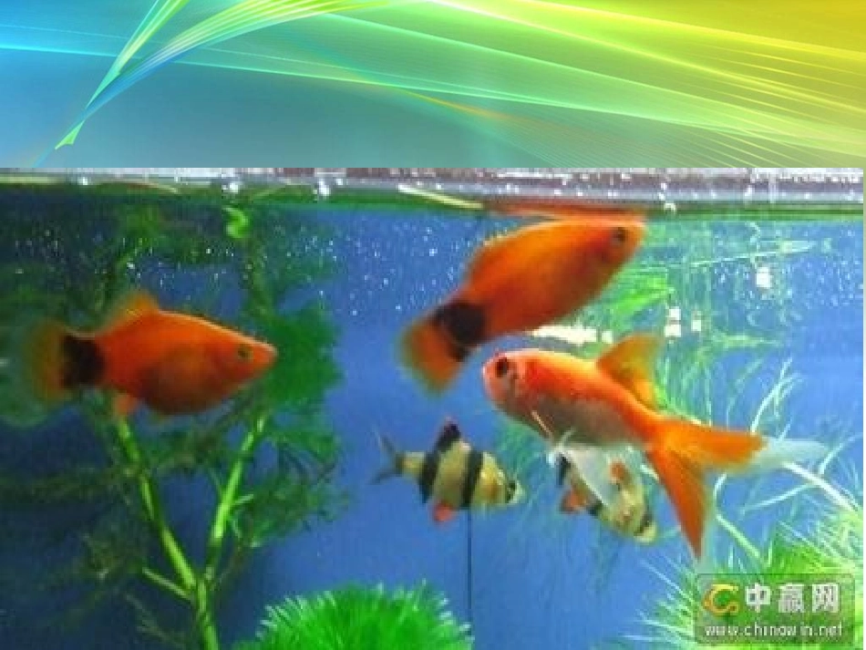 会上树的鱼（课件）_第1页