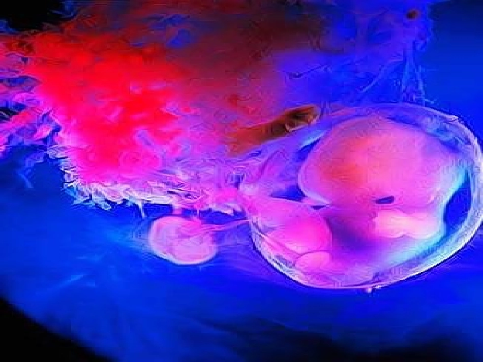 高一生物：必修1：61细胞的增殖(2)_第2页