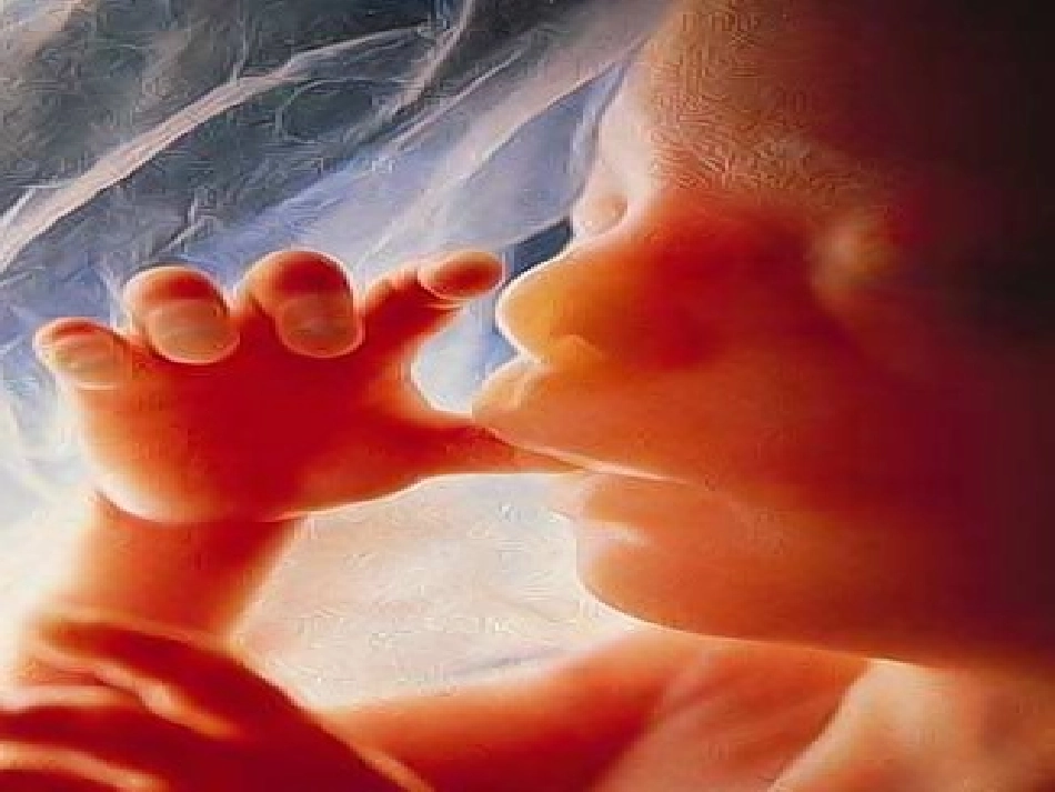 高一生物：必修1：61细胞的增殖(2)_第3页