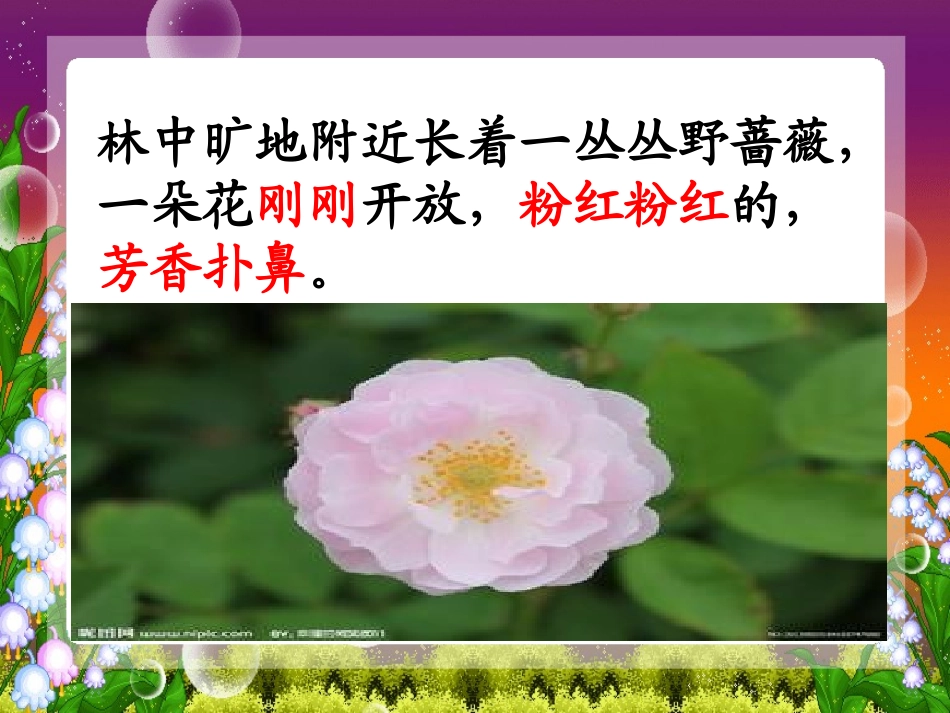 苏教版四年级语文《我不是最弱小的》PPT课件_第2页