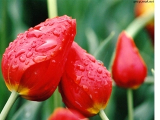 3-3《让生命之花绽放》