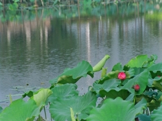 9.1用字母表示数