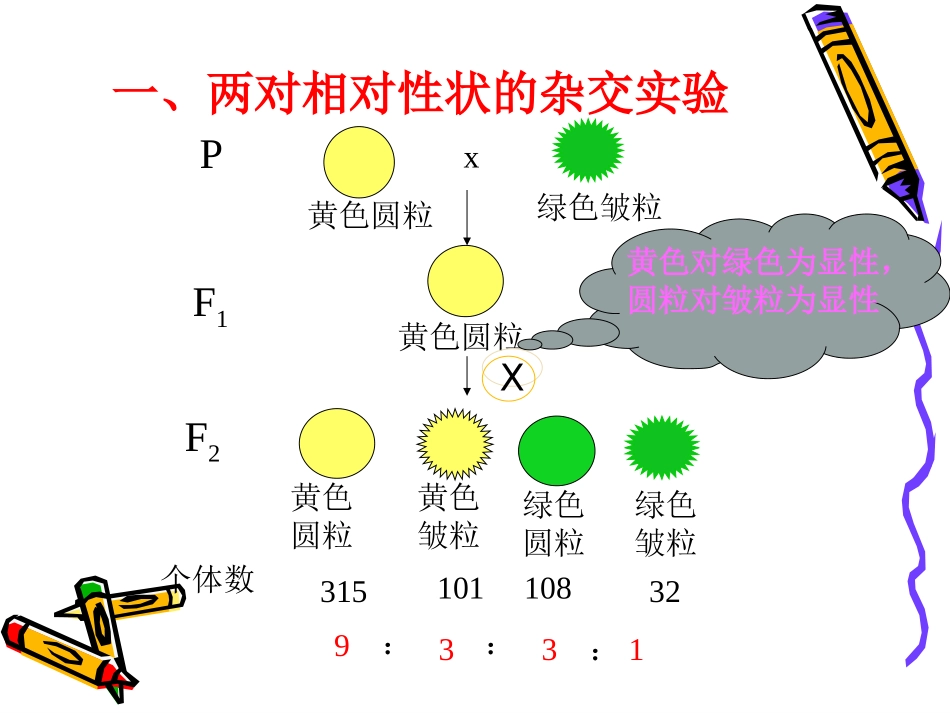 高中生物：1.2-自由组合定律-课件-浙科版必修2_第2页