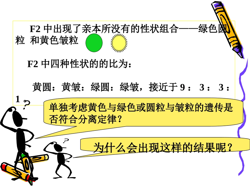 高中生物：1.2-自由组合定律-课件-浙科版必修2_第3页