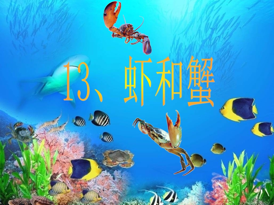 13.虾和蟹(一)-教学课件_第2页