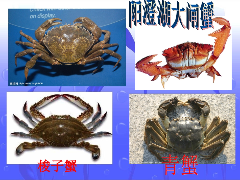 13.虾和蟹(一)-教学课件_第3页