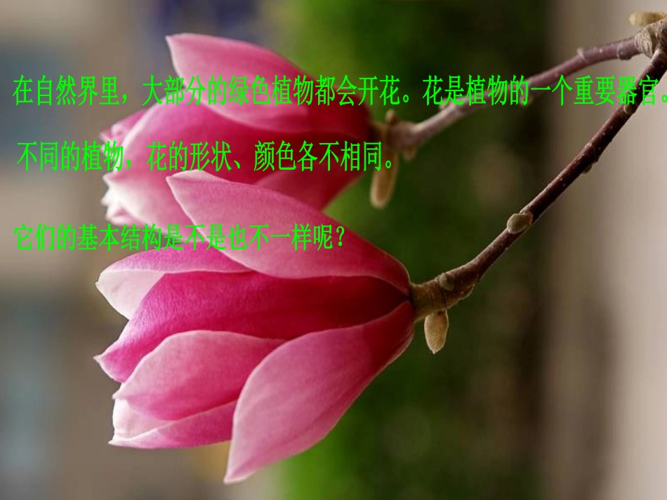 《4-花里的“育婴房”》课件_第3页