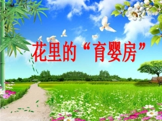 《4-花里的“育婴房”》课件