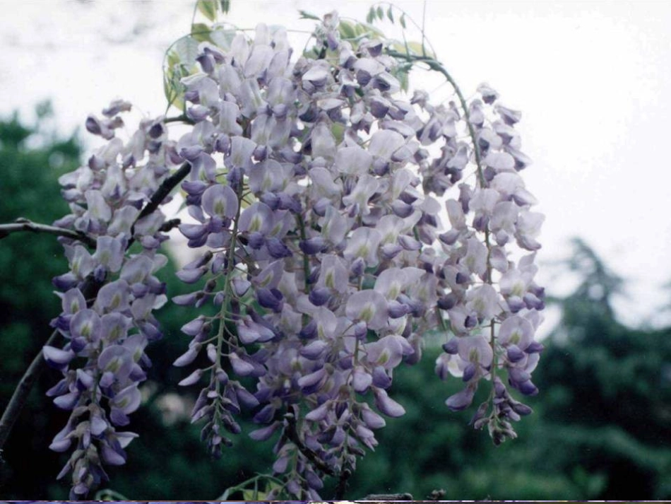 (部编)初中语文人教2011课标版七年级下册《紫藤萝瀑布》教学课件-(3)_第2页