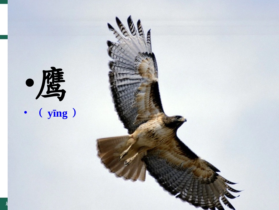 8、小鹰学飞PPT7_第1页