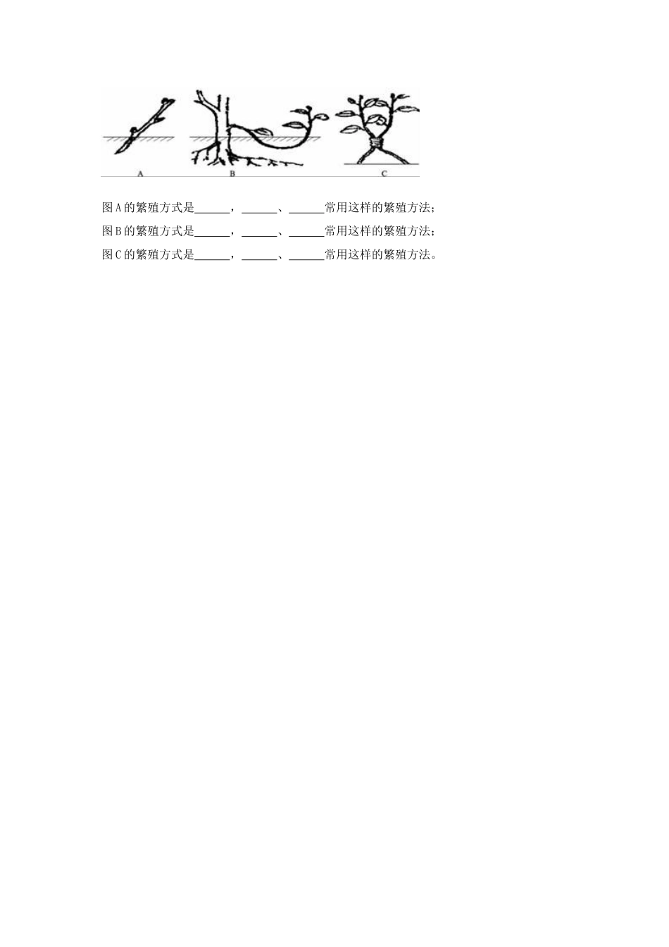 《第1节-植物的生殖》同步练习2_第2页