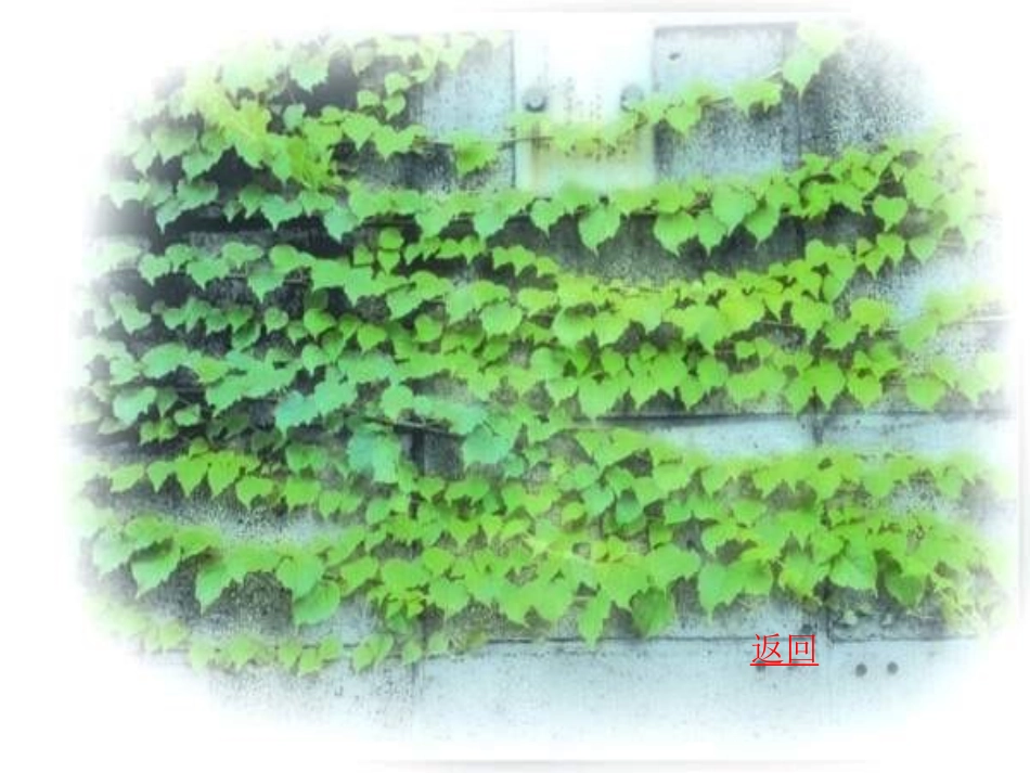 《那片绿绿的爬山虎》ppt课件_第2页