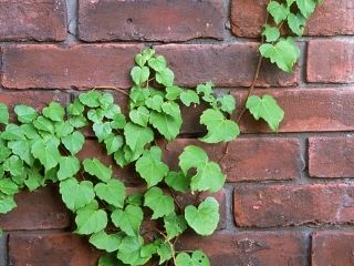 《那片绿绿的爬山虎》ppt课件