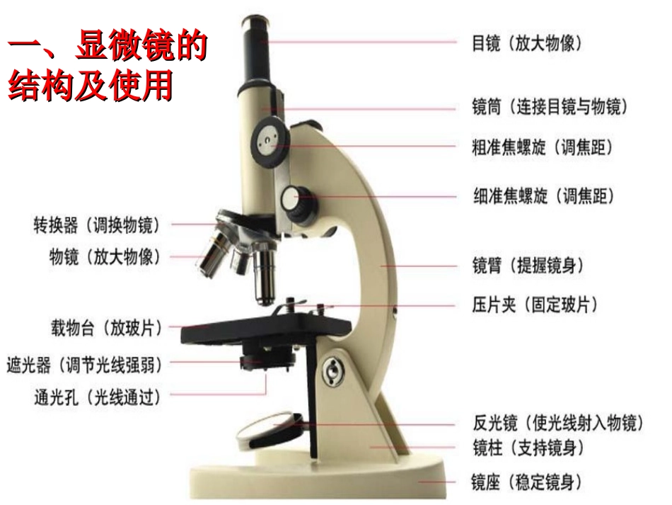 一细胞学说的建立_第3页