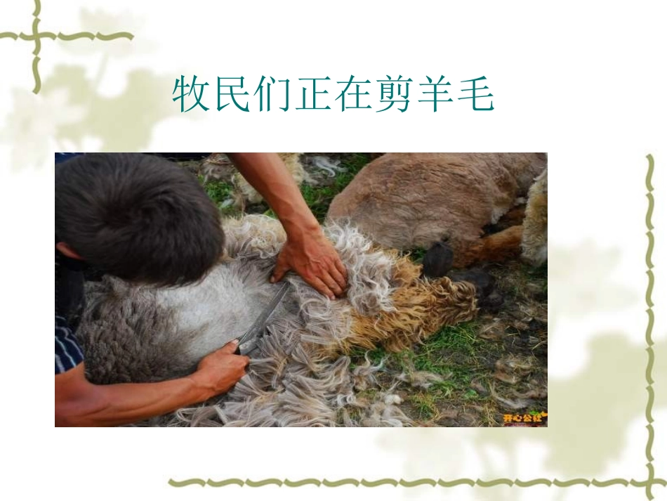 《剪羊毛》课件(新阳街小学校林爱萍)_第3页